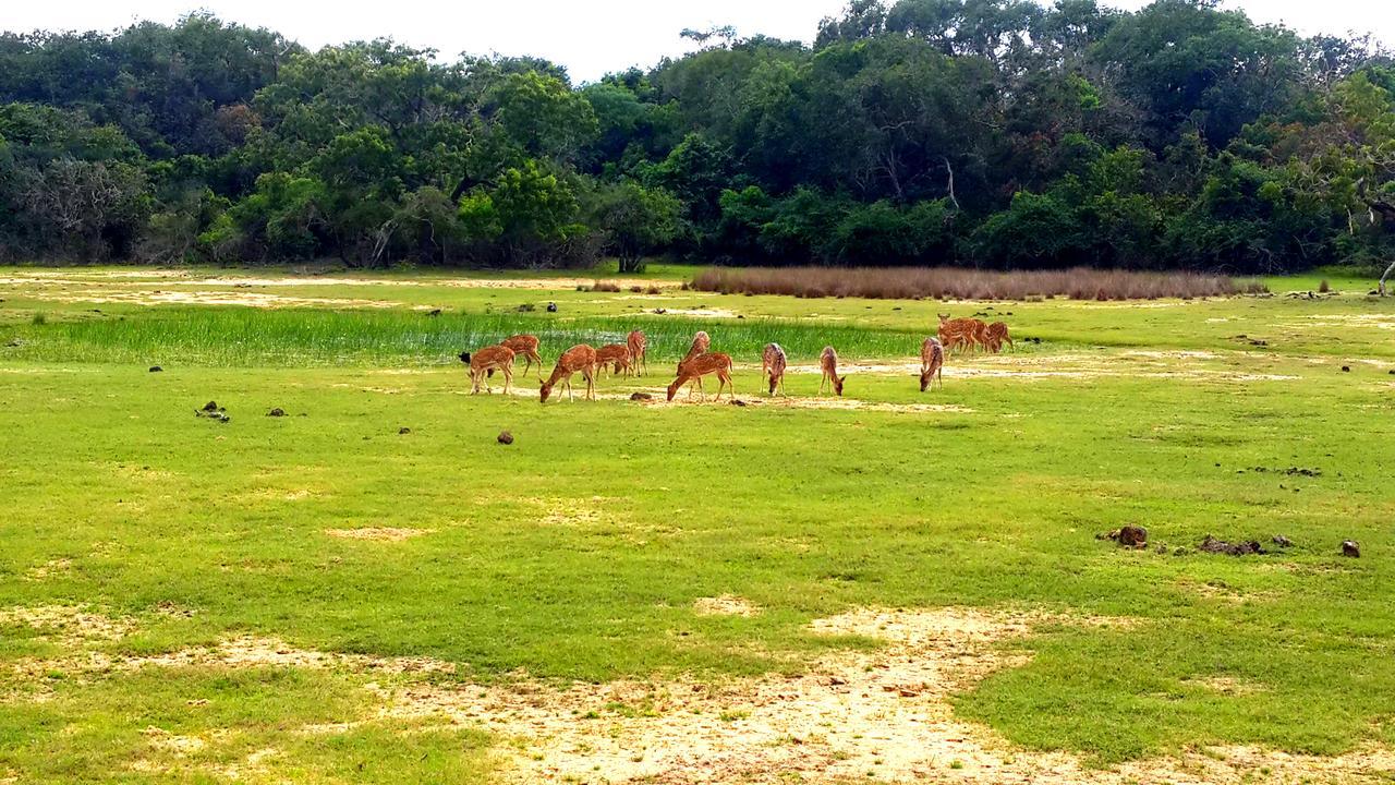 Sigiri Mango Garden Eco Resort Sigiriya Exteriör bild
