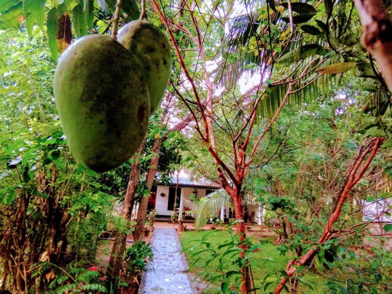 Sigiri Mango Garden Eco Resort Sigiriya Exteriör bild